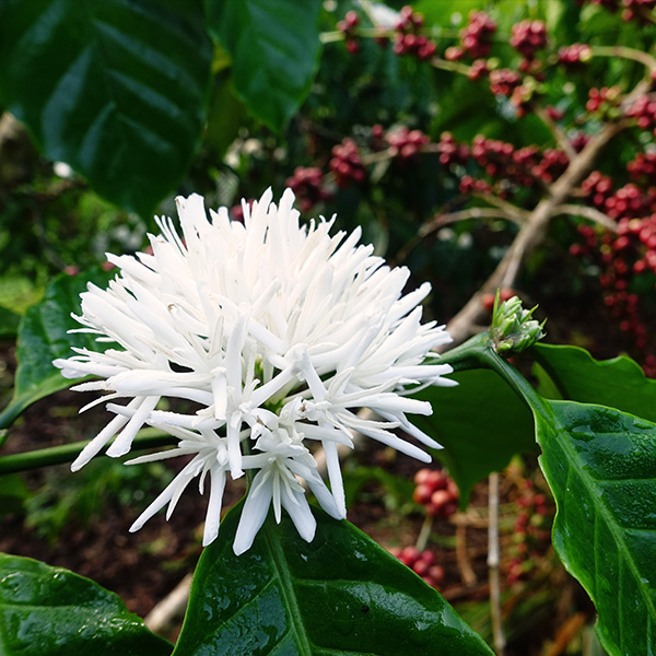 Von der Kaffeeblüte zur Kirsche